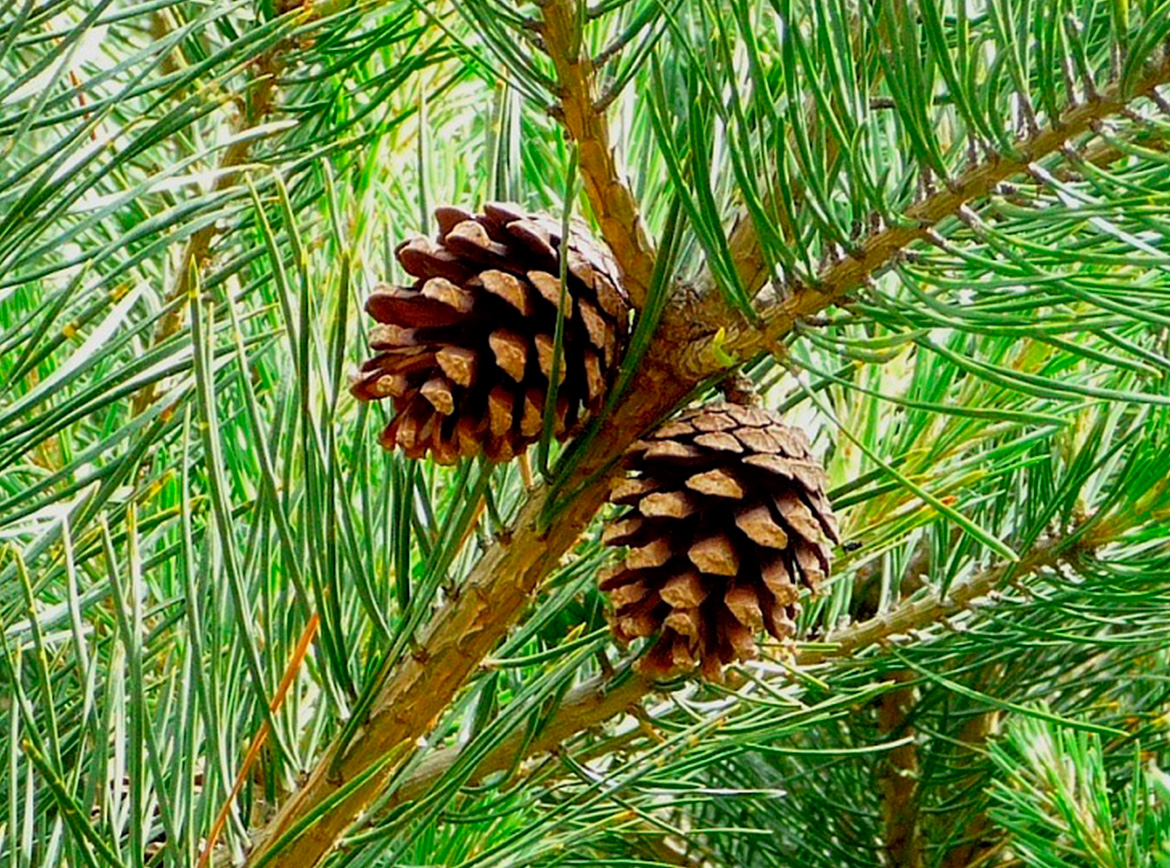 Плод хвойного. Pinus Sylvestris шишка. Сосна обыкновенная шишки и хвоинки. Шишка сосны обыкновенной. Сосна обыкновенная лапоника шишки.